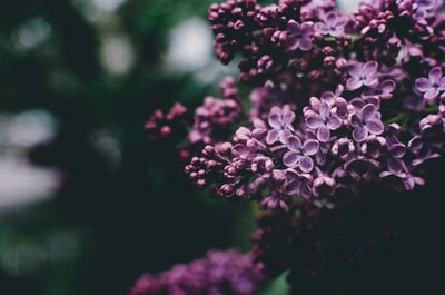 紫花的选择性聚焦摄影